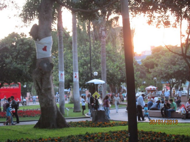 Il Parco Mirafores con alcuni degli alberi fasciati da Massimo Lippi