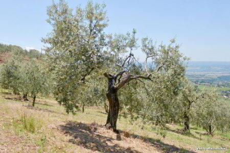 Cibo e Territorio al Palazzo del Gusto di Orvieto con Fabio Alessandrini