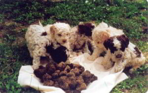 cani da tartufo