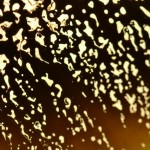 Living Colors_Cateni e Bertinelli