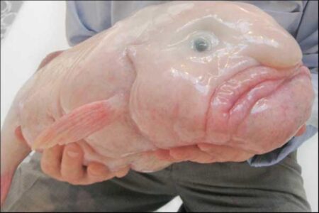 Blobfish: L’Più BRUTTO DEI BRUTTI Blobfish
