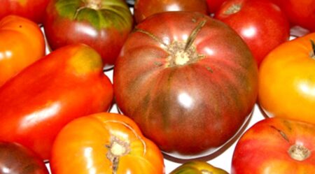 Combustibile biologico, energia elettrica dai pomodori