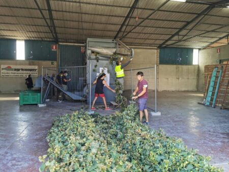 Luppolo Made in Italy: la Filiera del Luppolo italiano